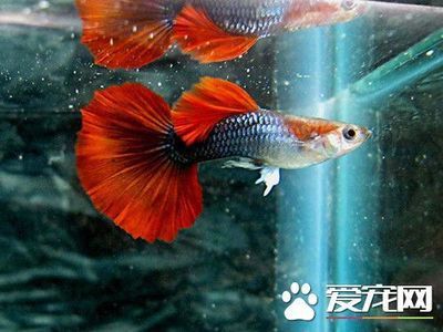 海龙鱼干的作用：海龙鱼干在烹饪中有什么独特的作用吗？ 水族问答 第1张