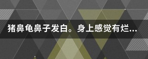 猪鼻龟身上发白怎么办啊：猪鼻龟鼻子白了是怎么回事 猪鼻龟百科 第3张