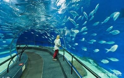 水族馆属于什么分类：极地海洋世界特色展览,水族馆科研项目案例分析 水族馆百科（水族馆加盟） 第3张