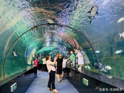 水族馆属于什么分类：极地海洋世界特色展览,水族馆科研项目案例分析 水族馆百科（水族馆加盟） 第4张