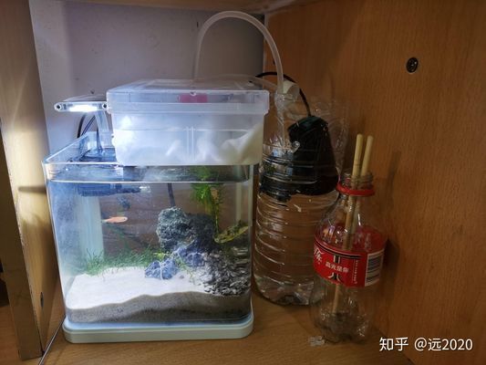 海龙鱼干怎么吃：海龙鱼干在食用之前需要泡发吗？ 水族问答 第1张