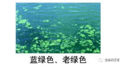 水族论坛辨别技巧分享：水族论坛识别技巧分享 龙鱼百科 第6张