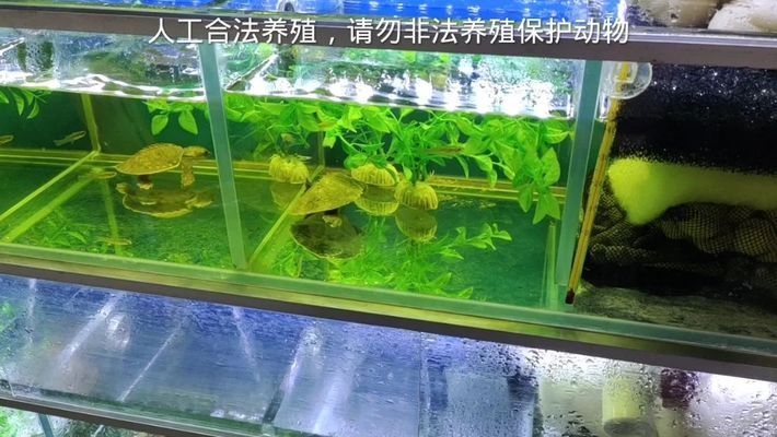 猪鼻龟饲养视频：如何合法饲养猪鼻龟 猪鼻龟百科 第9张