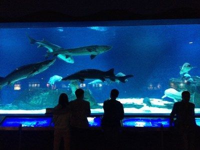 水族馆 知乎：全球第一座水族馆于北京海洋鱼类及生物达千余种、数万尾 水族馆百科（水族馆加盟） 第1张