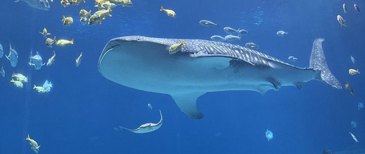 水族馆附近有什么好吃的：上海海洋水族馆附近甜品店，冲绳美丽海水族馆美食排行榜