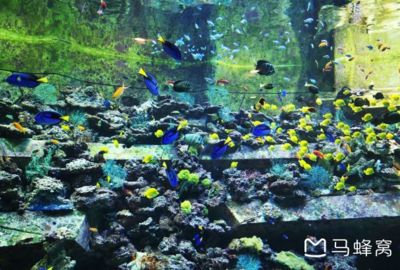 水族馆附近有什么好吃的：上海海洋水族馆附近甜品店，冲绳美丽海水族馆美食排行榜 水族馆百科（水族馆加盟） 第5张