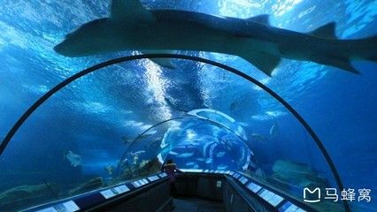 水族馆附近有什么好吃的：上海海洋水族馆附近甜品店，冲绳美丽海水族馆美食排行榜 水族馆百科（水族馆加盟） 第4张