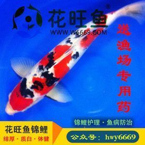 海龙鱼能吃吗：海龙鱼可以吃吗，海龙鱼能吃吗 水族问答 第2张