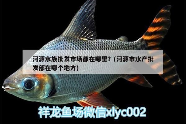 林芝龙鱼专卖店：林芝水族馆幼龙挑选最帅的龙 全国观赏鱼市场 第2张