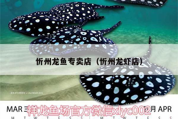 林芝龙鱼专卖店：林芝水族馆幼龙挑选最帅的龙 全国观赏鱼市场 第4张