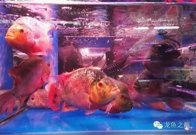 海龙鱼饲料：关于海龙鱼的饲料需求 水族问答 第1张