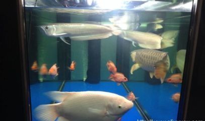 海龙鱼学名：海龙鱼学名解析 水族问答 第1张