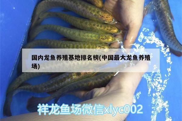 龙鱼养殖基地在哪里啊：天与观赏鱼银龙鱼价格查询 龙鱼百科 第3张