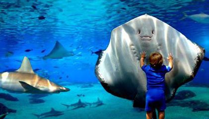 水族馆英文翻译：世界著名水族馆介绍“水族馆”翻译成英文时存在多种可能的表达 水族馆百科（水族馆加盟） 第5张