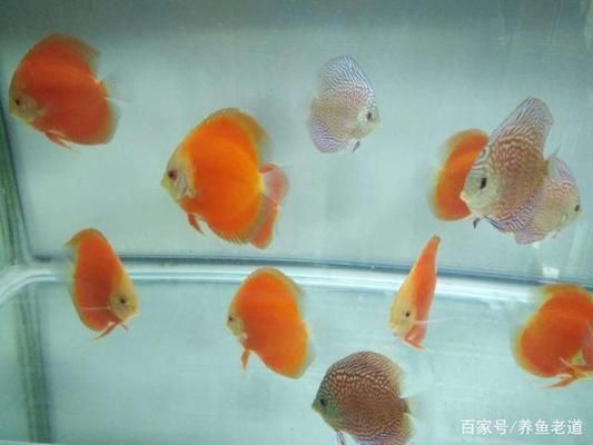 海龙鱼怎么画好看又简单又漂亮：海龙鱼的绘制技巧 水族问答