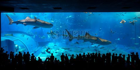 水族馆店铺照片高清：水族馆店铺高清照片 水族馆百科（水族馆加盟） 第2张