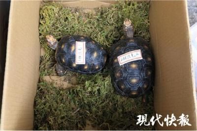 猪鼻龟买卖合法吗：买卖猪鼻龟判刑吗