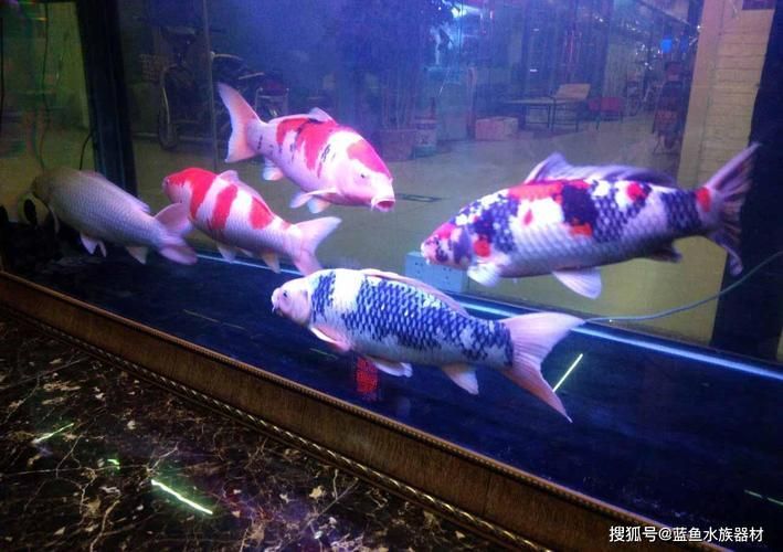 海龙鱼怎么清洗才干净：如何清洗海龙鱼？ 水族问答 第1张