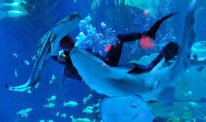 青岛水族馆门票价格：青岛水族馆特色展览介绍青岛水族馆门票价格详细信息