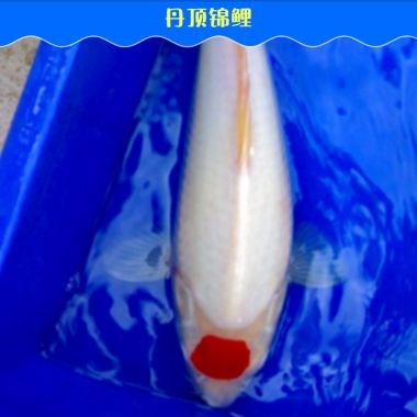 海龙鱼怎么养活的快：海龙鱼的饲养方法 水族问答 第1张