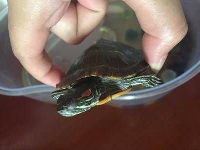 海龙鱼怎么炸才酥脆：海龙鱼的酥脆炸制技巧 水族问答 第1张