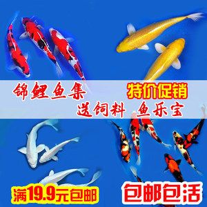 海龙鱼长啥样：-海龙鱼有哪些颜色和图案和图案 水族问答 第1张