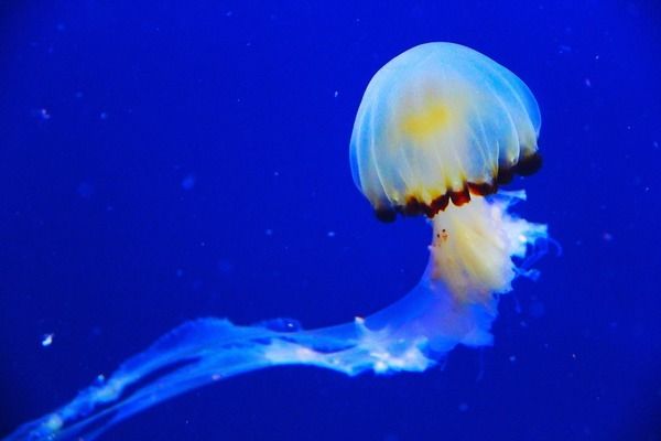 达州水族馆：四川省达州市达州城市水族馆 全国观赏鱼市场 第9张