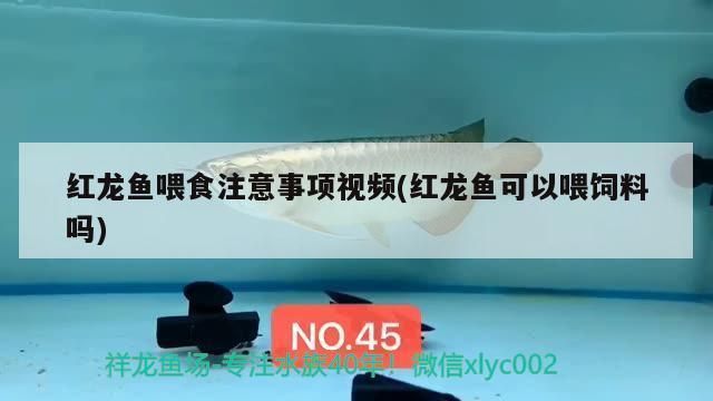 夸鱼缸的语句：赞美鱼缸的语句 鱼缸百科 第4张