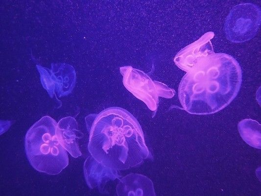 灞桥区水族馆：灞桥区观赏鱼批发市场 全国观赏鱼市场 第6张