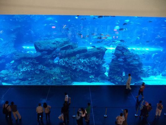 灞桥区水族馆：灞桥区观赏鱼批发市场 全国观赏鱼市场 第4张