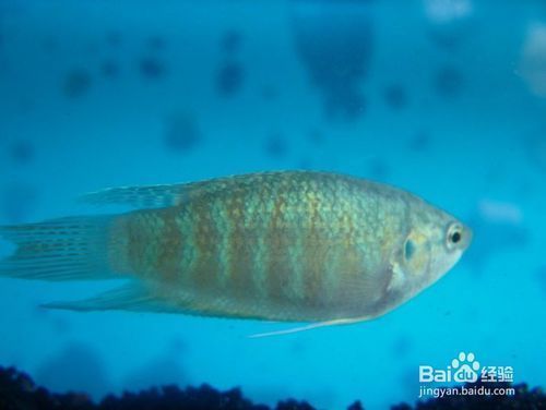 水族馆适合养什么鱼类：斗鱼的种类 水族馆百科（水族馆加盟） 第2张