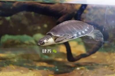 猪鼻龟水温24度能养么：猪鼻龟水温多少度合适 猪鼻龟百科 第5张