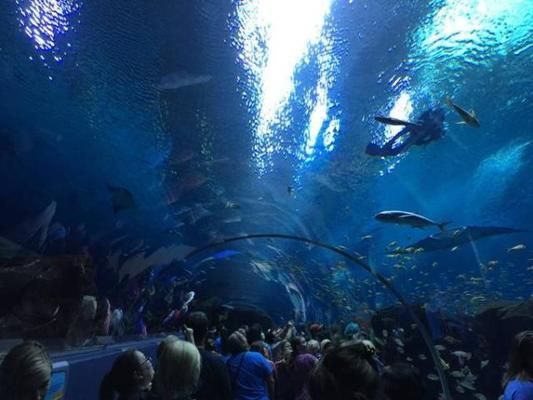 世界第一大水族馆：全球最宏伟水族馆的奥秘 水族馆百科（水族馆加盟） 第5张