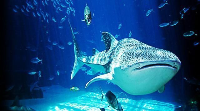 世界第一大水族馆：全球最宏伟水族馆的奥秘 水族馆百科（水族馆加盟） 第3张