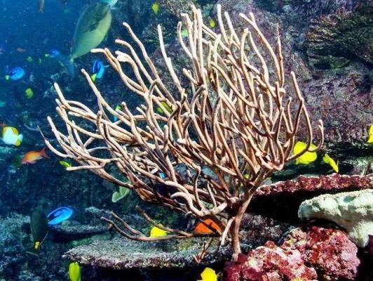 世界第一大水族馆：全球最宏伟水族馆的奥秘 水族馆百科（水族馆加盟） 第4张