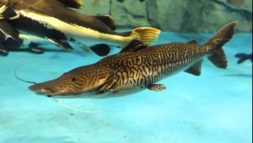 水族馆开店流程图模板图片大全：水族馆开店流程图模板图片大全详情 水族馆百科（水族馆加盟） 第4张