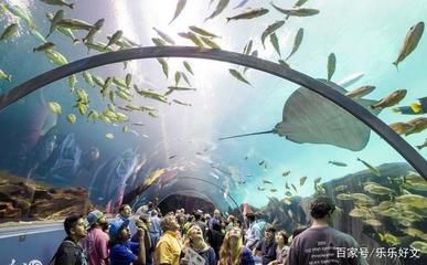 中国最大的水族馆是哪个：中国最大的水族馆是长隆海洋王国 水族馆百科（水族馆加盟） 第5张