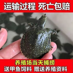 海鱼金龙鱼怎么煮：海鱼金龙鱼的烹饪方法 水族问答 第1张