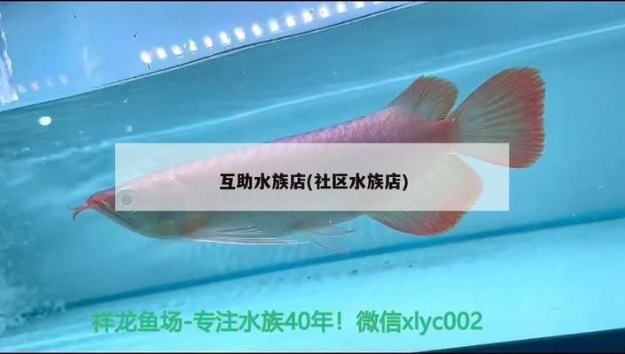 祥龙水族馆加盟赚钱吗现在怎么样：祥龙水族馆加盟条件是什么 水族馆百科（水族馆加盟） 第1张