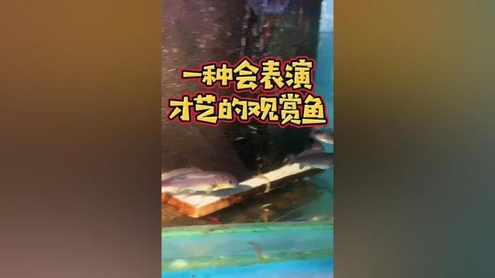 海豚鱼缸图片大全：海豚鱼缸图片大全大全 鱼缸百科 第4张