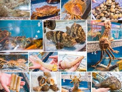 泉州水族批发市场：泉州水族批发市场在哪里 全国观赏鱼市场 第3张