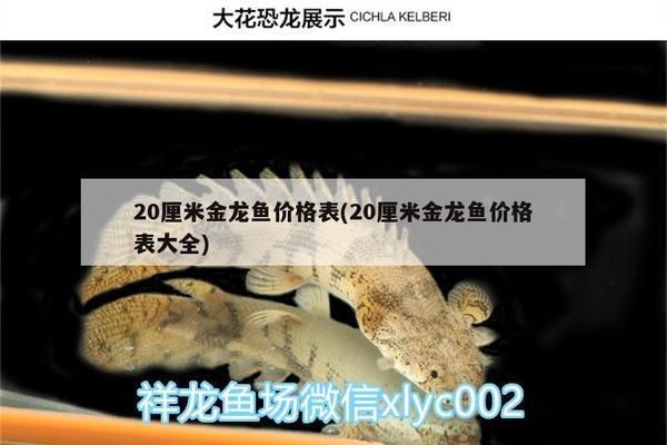 20公分过背金龙鱼价格：20公分过背金龙鱼价格信息：20公分过背金龙鱼价格详细信息 金龙鱼百科 第5张