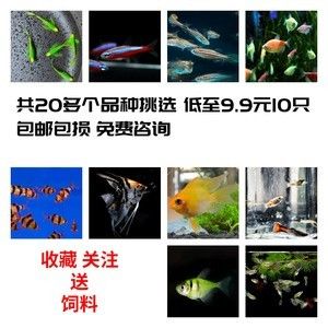 好红龙鱼的表现：好红龙鱼的外观和行为特征, 水族问答 第2张