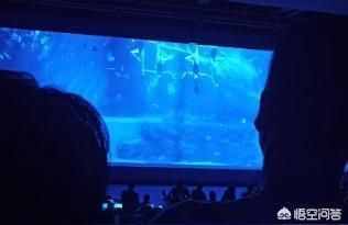 赣州水族馆：江西赣州水族馆，赣州海洋馆有哪些好玩有哪些好玩有特色的项目 全国观赏鱼市场 第4张