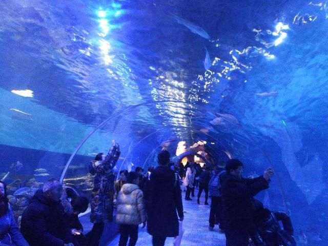 水族馆的发展：中国水族馆行业发展迅猛 水族馆百科（水族馆加盟） 第5张