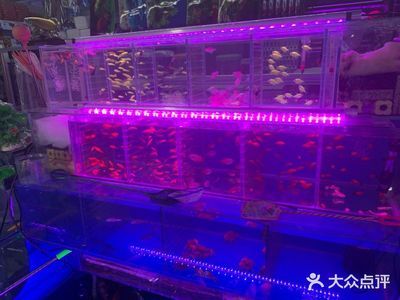 中山水族批发市场：中山市宠物市场