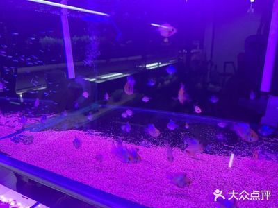 中山水族批发市场：中山市宠物市场 全国观赏鱼市场 第2张