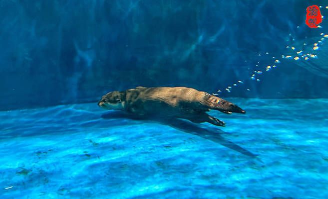 湘潭水族馆 全国观赏鱼市场 第3张