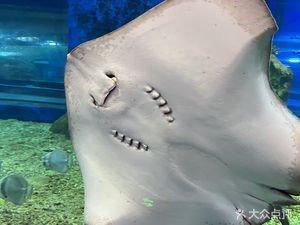 湘潭水族馆 全国观赏鱼市场 第6张