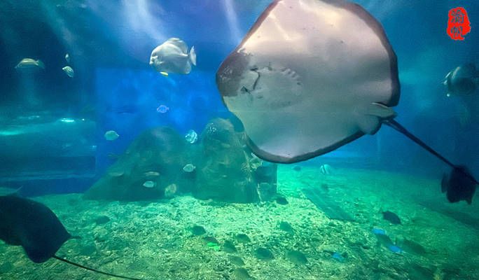 湘潭水族馆 全国观赏鱼市场 第4张